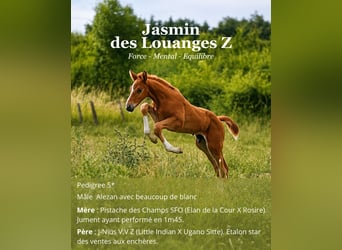 Zangersheider Mix, Hengst, Fohlen (05/2026), Dunkelfuchs