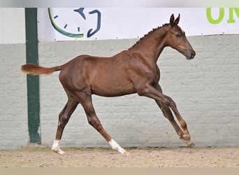 Zangersheider, Hengst, Fohlen (04/2026), Fuchs