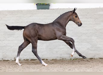 Zangersheider, Hengst, Fohlen (04/2026), Palomino