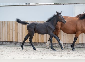 Zangersheider, Hengst, Fohlen (04/2026), Rappe