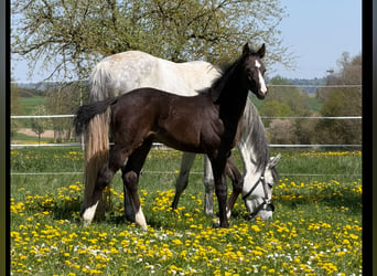 Zangersheider, Hengst, Fohlen (02/2026), Schimmel