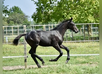 Zangersheider, Hengst, Fohlen (04/2025), Schwarzbrauner