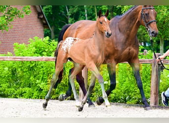 Zangersheider, Hengst, 