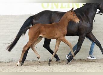 Zangersheider, Hengst, 