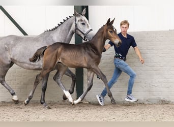 Zangersheider, Hengst, 