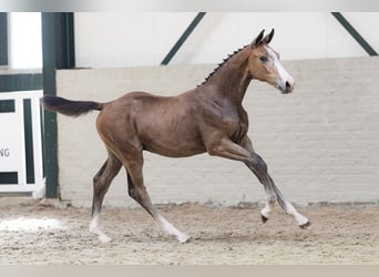 Zangersheider, Hengst, 