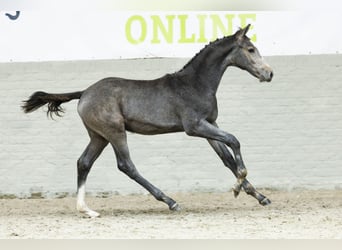 Zangersheider, Hengst, Fohlen (04/2025)