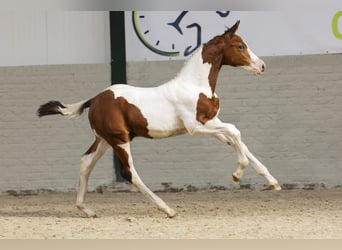 Zangersheider, Hengst, Fohlen (06/2025)