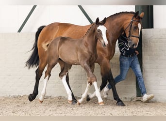Zangersheider, Hengst, 