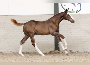 Zangersheider, Hengst, 