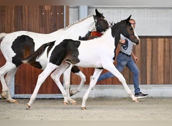 Zangersheider, Hengst, Fohlen (05/2025)