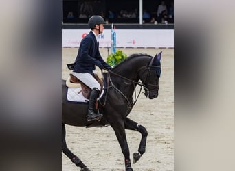 Zangersheider, Hengst, 9 Jahre, 172 cm, Rappe