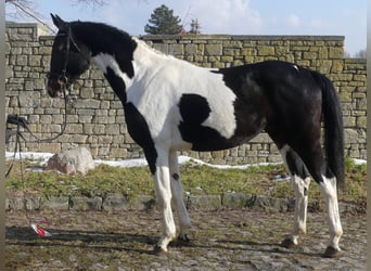 Zangersheider, Hengst, 3 Jahre, 170 cm, Tobiano-alle-Farben