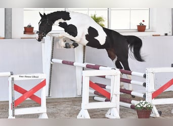 Zangersheider, Hengst, 3 Jahre, 170 cm, Tobiano-alle-Farben