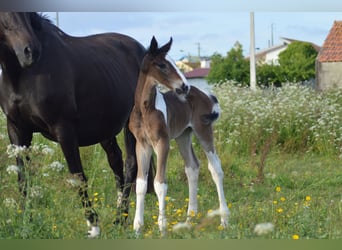 Zangersheider, Hengst, 10 Jahre, 170 cm, Tobiano-alle-Farben