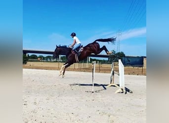 Zangersheider, Hengst, 10 Jahre, 170 cm, Tobiano-alle-Farben
