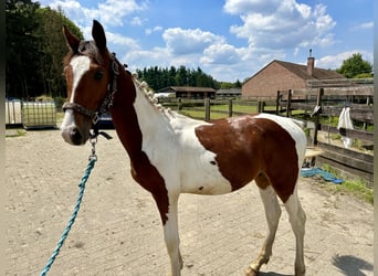 Zangersheider, Hingst, 1 år, 140 cm, Tobiano-skäck-alla-färger