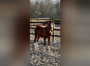 Zangersheider, Hingst, 1 år, 155 cm, fux