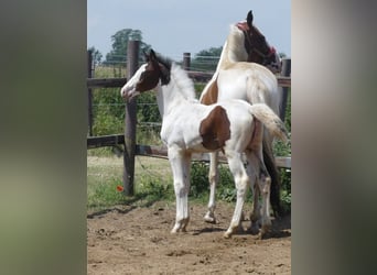 Zangersheider, Hingst, 1 år, 168 cm, Pinto