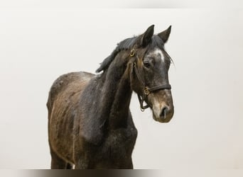 Zangersheider, Hingst, 2 år, 160 cm, Mörkbrun