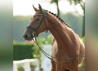 Zangersheider, Hingst, 2 år, 166 cm, Mörkbrun