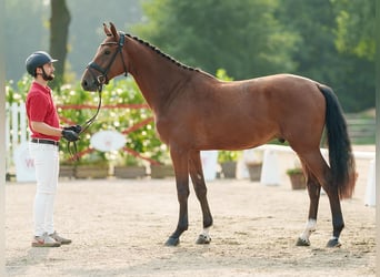 Zangersheider, Hingst, 2 år, 166 cm, Mörkbrun