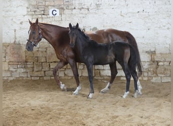 Zangersheider, Hingst, 2 år, 168 cm, Mörkbrun