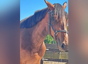 Zangersheider, Hingst, 2 år, 172 cm, Brun