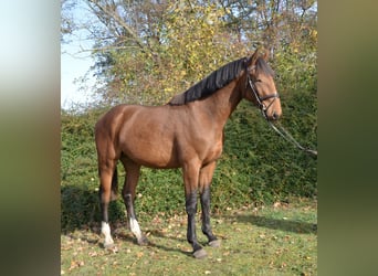 Zangersheider, Hingst, 2 år, 172 cm