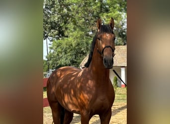 Zangersheider, Hingst, 3 år, 171 cm, Brun