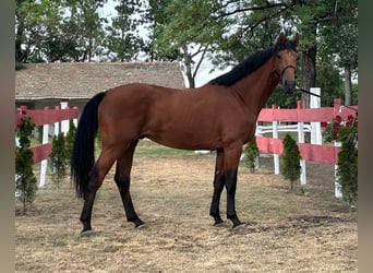 Zangersheider, Hingst, 3 år, 171 cm, Brun