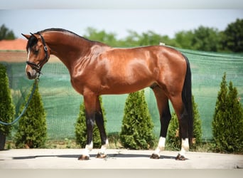 Zangersheider, Hingst, 3 år, 171 cm, Brun