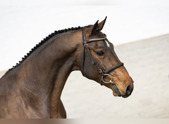 Zangersheider, Hingst, 3 år, Brun