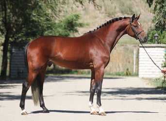 Zangersheider, Hingst, 4 år, 172 cm, Brun