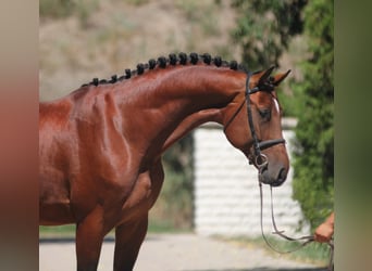 Zangersheider, Hingst, 4 år, 172 cm, Brun