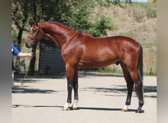 Zangersheider, Hingst, 4 år, 172 cm, Brun