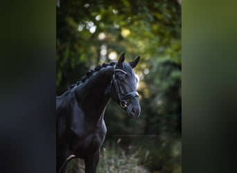 Zangersheider, Hingst, 5 år, 162 cm, Svart