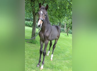 Zangersheider, Hingst, Föl (04/2024), 170 cm, Brun