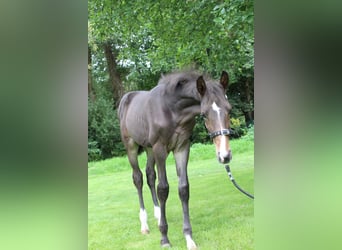 Zangersheider, Hingst, Föl (04/2024), 170 cm, Brun