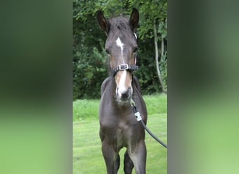 Zangersheider, Hingst, Föl (04/2024), 170 cm, Brun