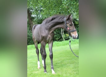 Zangersheider, Hingst, Föl (04/2024), 170 cm, Brun