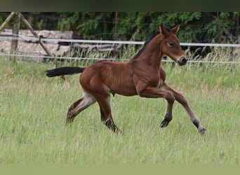 Zangersheider, Hingst, Föl (05/2024), 172 cm, Brun