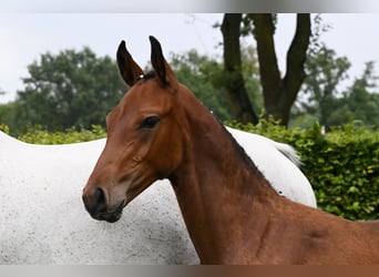 Zangersheider, Hingst, Föl (05/2024), 172 cm, Brun