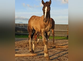 Zangersheider Blandning, Hingst, Föl (05/2024), 175 cm, Svart