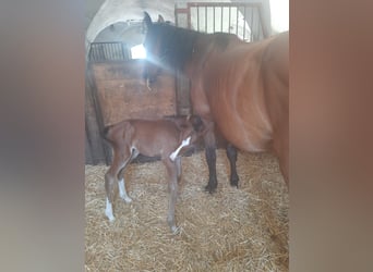 Zangersheider, Hingst, Föl (07/2024), Brun