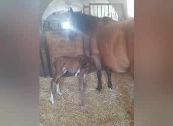 Zangersheider, Hingst, Föl (07/2024), Brun