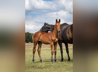 Zangersheider, Hingst, Föl (04/2024), Brun