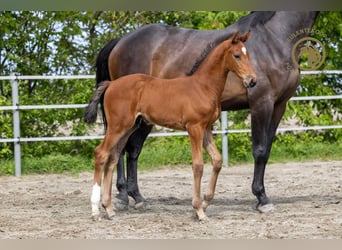 Zangersheider, Hingst, Föl (03/2024), Brun