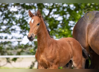 Zangersheider, Hingst, Föl (03/2024), Brun