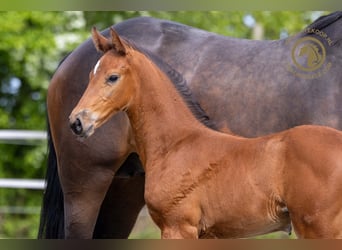 Zangersheider, Hingst, Föl (03/2024), Brun